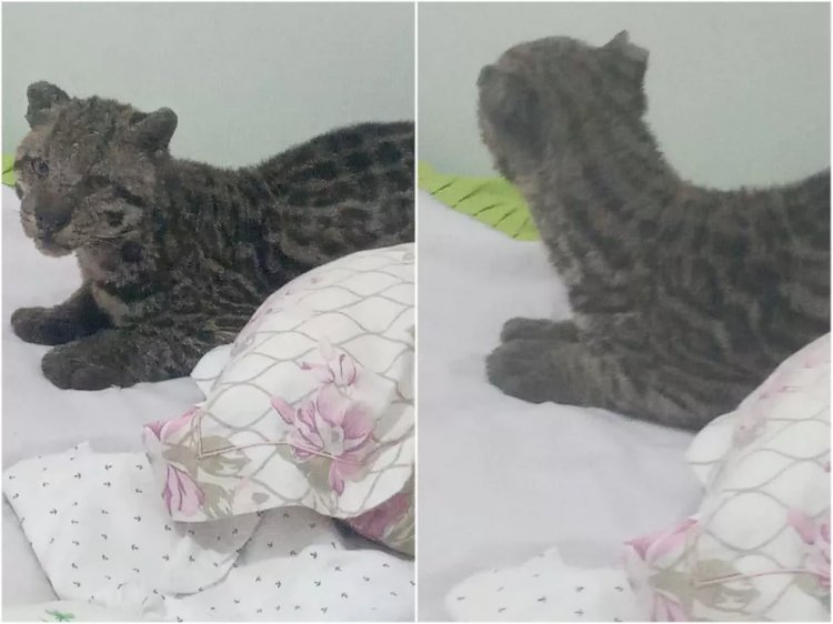 Homem encontra jaguatirica na cama do filho após deixar janela aberta em MS