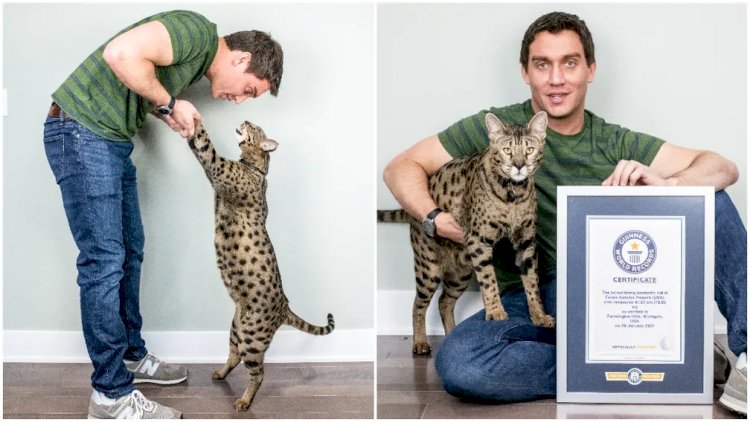 Gato de quase 48 cm entra para o Guinness World Records como mais alto do mundo