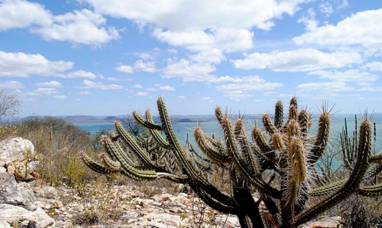 Mudanças climáticas podem gerar perda de espécies na Caatinga