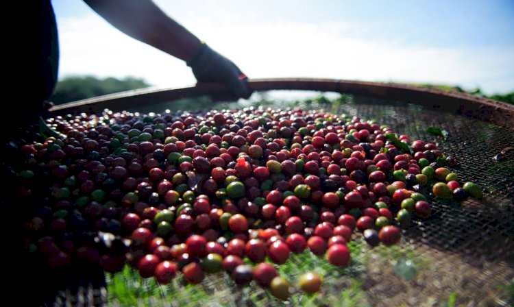 Sebrae Minas desenvolve ações para melhorar qualidade do café