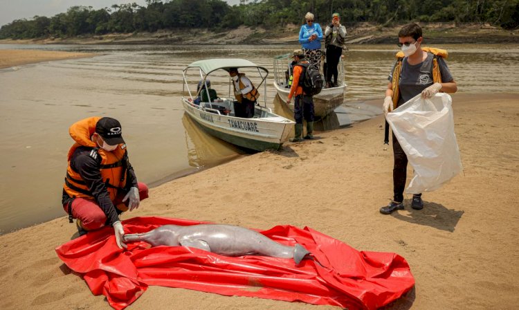 Análises sobre mortes de botos no AM devem sair em até uma semana