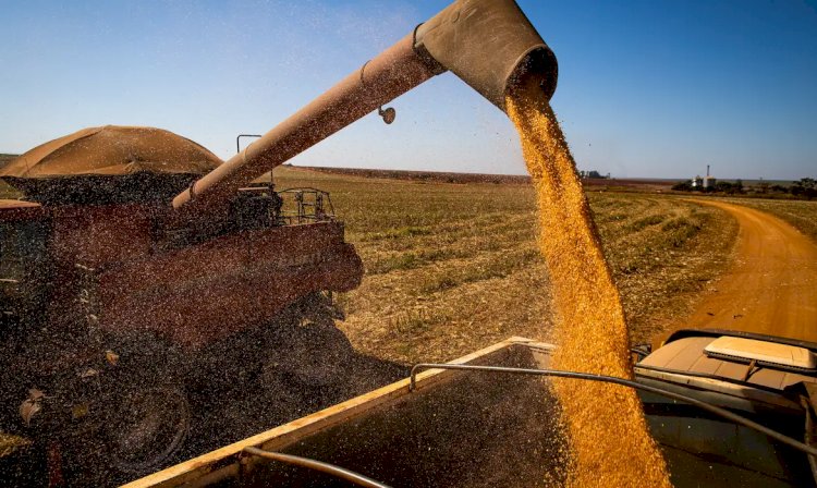 Brasil colherá 297,5 milhões de toneladas de grãos, estima a Conab