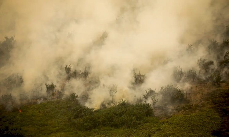 Defesa Civil de SP emite alerta para risco de incêndios florestais